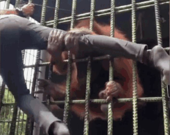 Ảnh cắt từ clip.