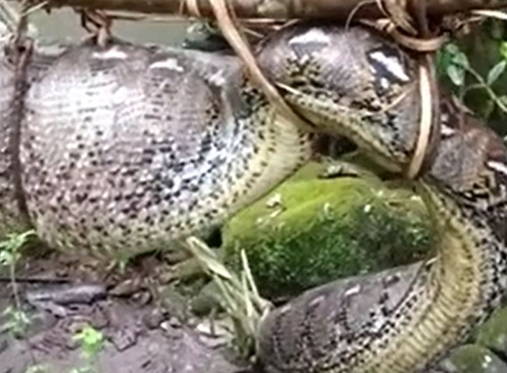 Ảnh cắt từ clip.