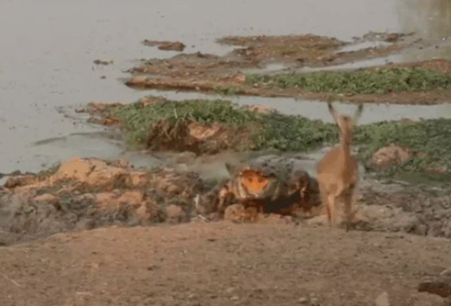 Ảnh cắt từ clip.