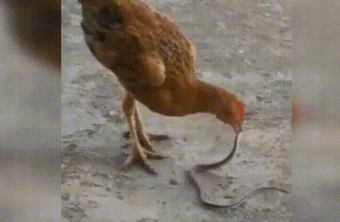 Ảnh cắt từ clip.