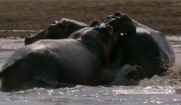 Ảnh cắt từ clip.