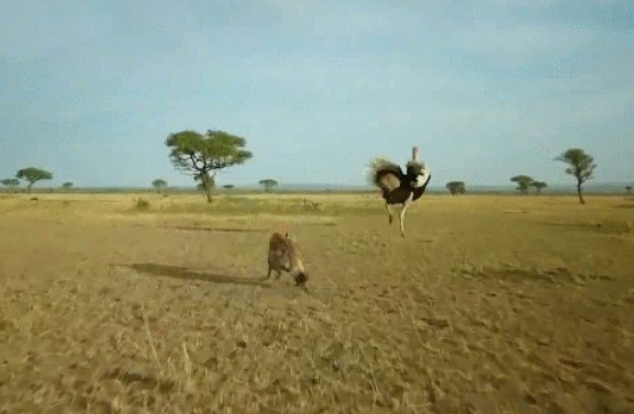 Ảnh cắt từ clip.