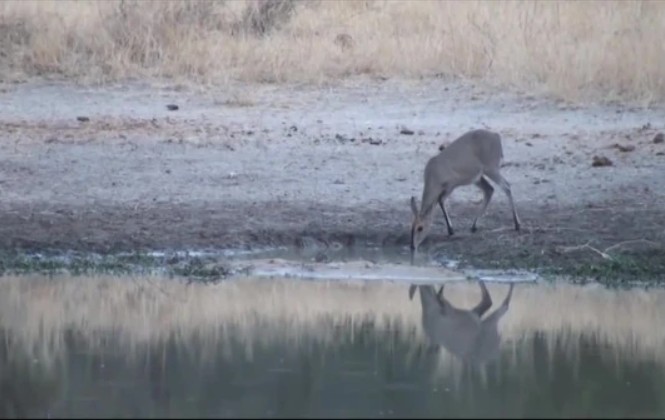 Ảnh cắt từ clip.