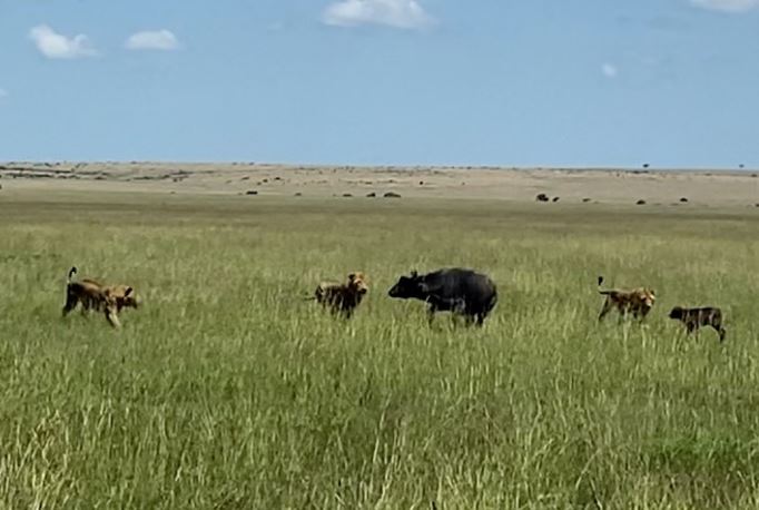 Sư tử săn trâu rừng.