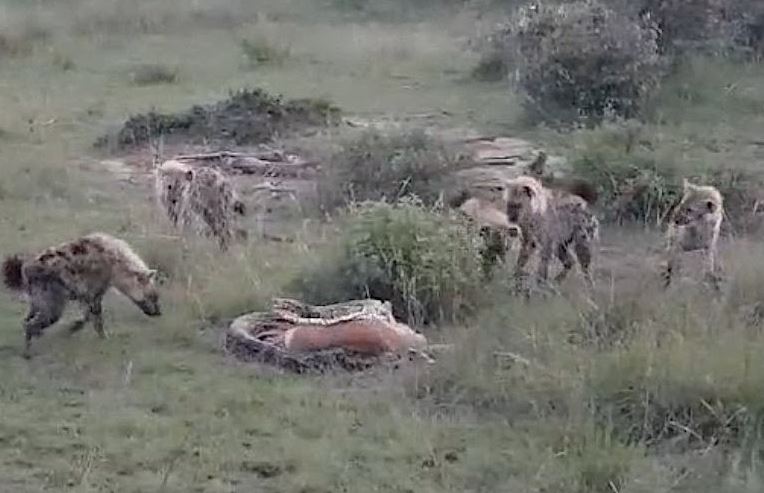 Linh cẩu cướp mồi của trăn.