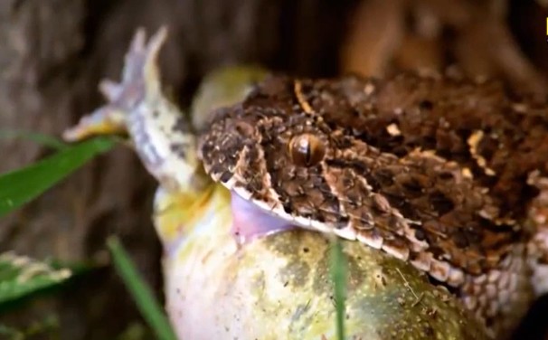 Ảnh cắt từ clip.