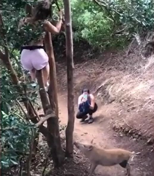 Ảnh cắt từ clip.