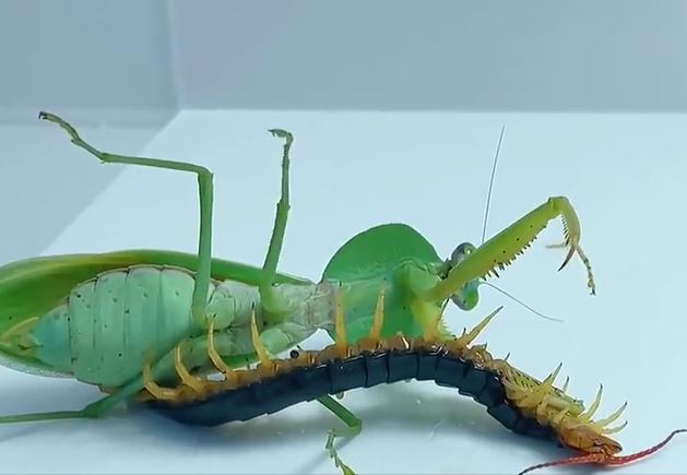 Ảnh cắt từ clip.