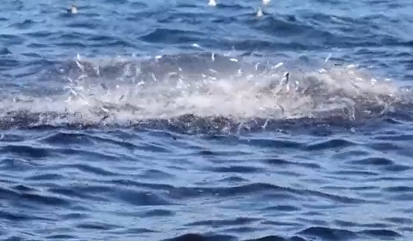 Ảnh cắt từ clip.