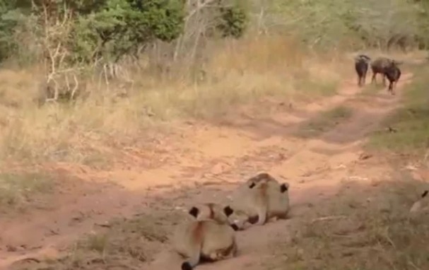 Ảnh cắt từ clip.