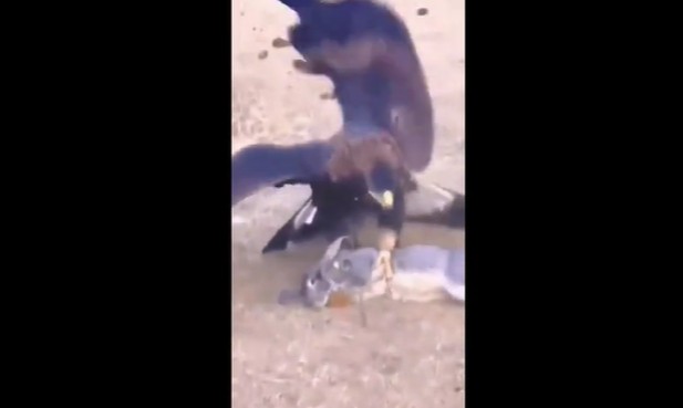 Ảnh cắt từ clip.