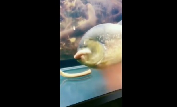 Ảnh cắt từ clip.