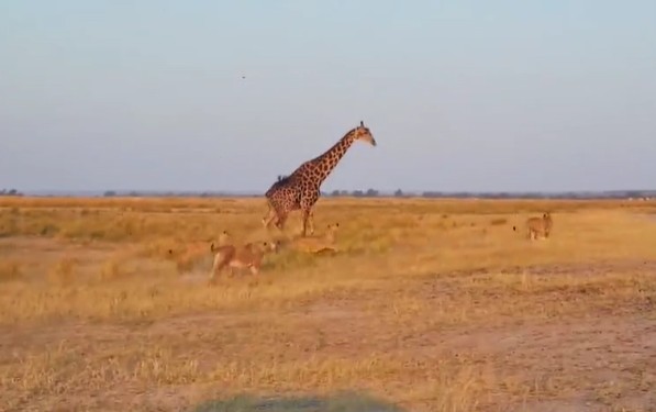 Ảnh cắt từ clip.