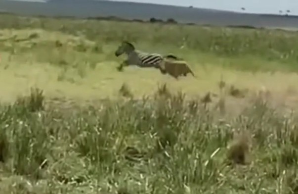 Ảnh cắt từ clip.