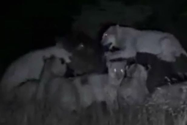 Sư tử bị hà mã cắn trúng đầu.