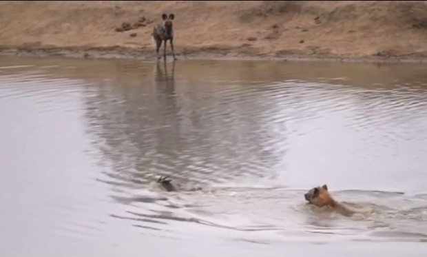 Ảnh cắt từ clip.