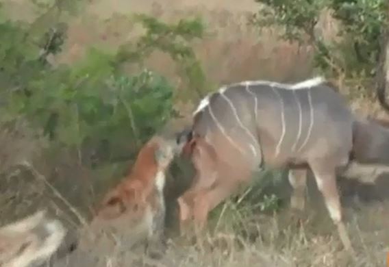 Linh cẩu săn linh dương.