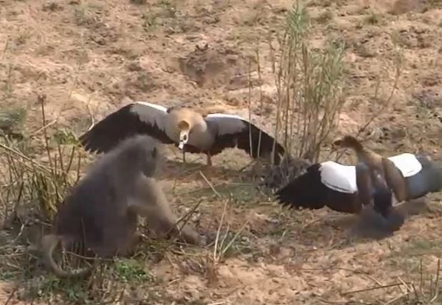 Khỉ đầu chó trộm trứng ngỗng.