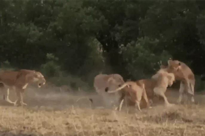 Ảnh cắt từ clip.