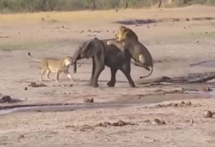 Ảnh cắt từ clip.