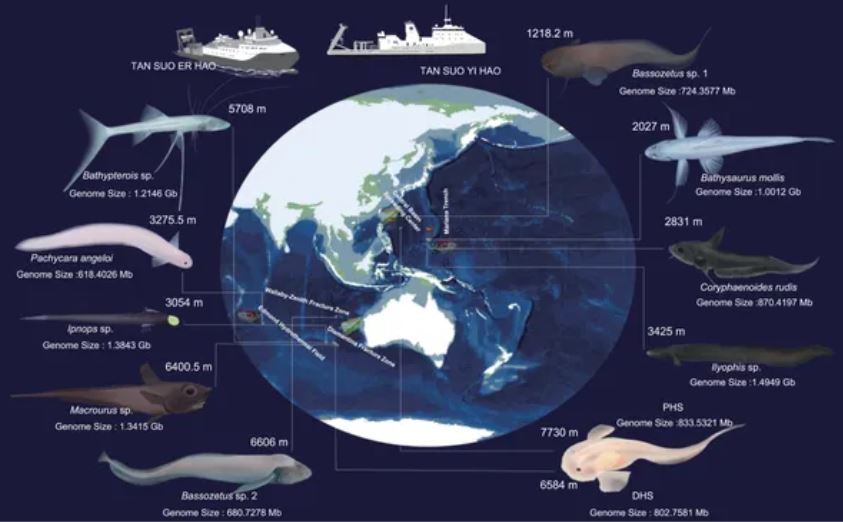 Các nhà khoa học đã lấy mẫu cá sống ở Rãnh Mariana của Thái Bình Dương và các rãnh ở Ấn Độ Dương.
