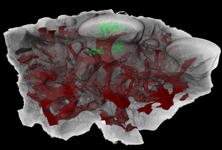Chụp CT cấu trúc giống răng của loài cá không hàm cổ đại Astraspis cho thấy các ống chứa ngà răng màu xanh lá cây. Các vùng màu đỏ biểu thị hệ thống mạch máu chứa các dây thần kinh. Ảnh: Yara Haridy