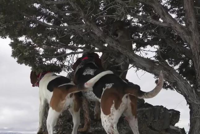 Ảnh cắt từ clip.