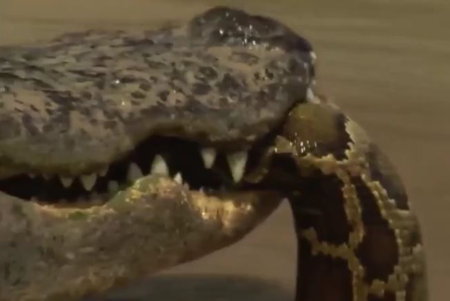 Ảnh cắt từ clip.