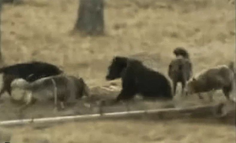 Ảnh cắt từ clip.