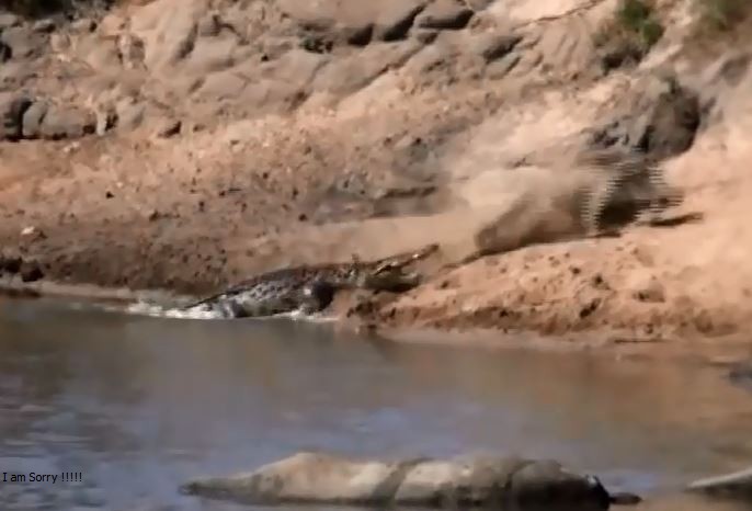 Cá sấu tấn công heo rừng.