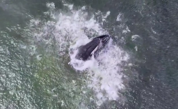 Ảnh cắt từ clip.