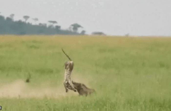 Ảnh cắt từ clip.