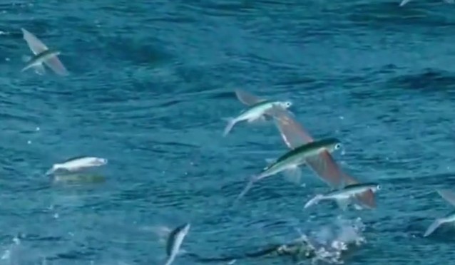 Ảnh cắt từ clip.