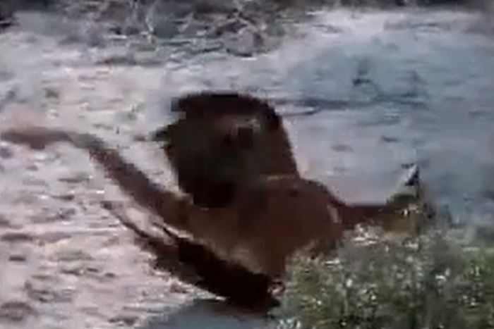 Ảnh cắt từ clip.