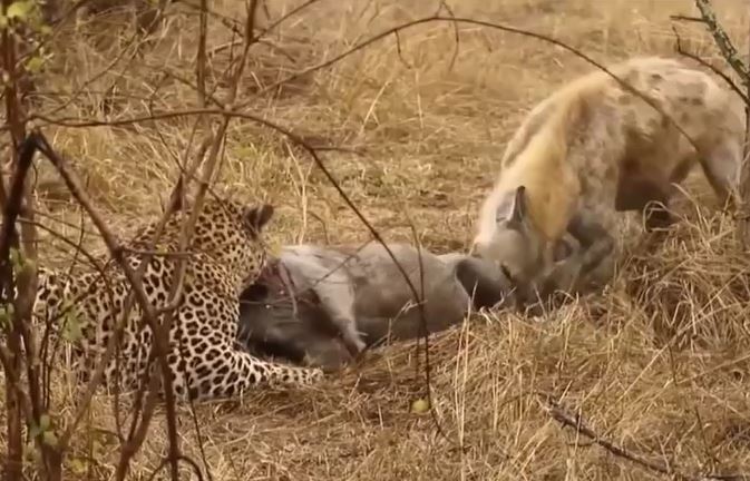 Ảnh cắt từ clip.