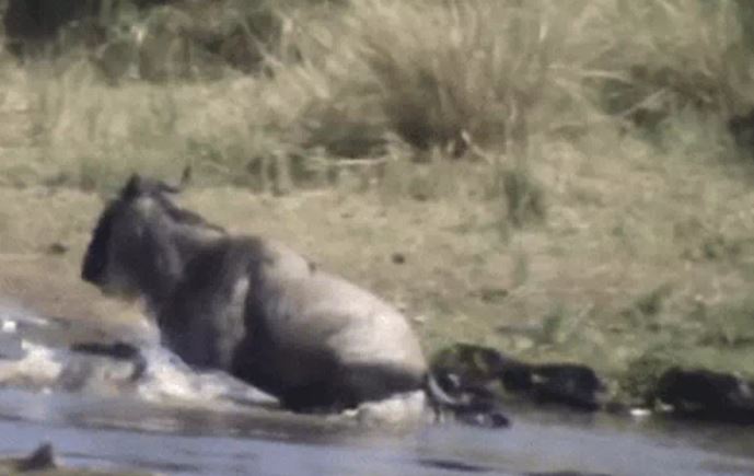 Ảnh cắt từ clip.