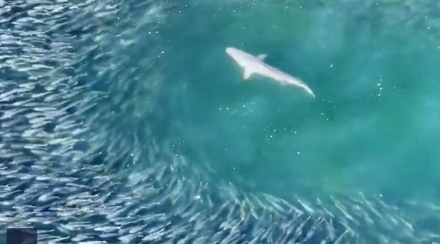 Ảnh cắt từ clip.