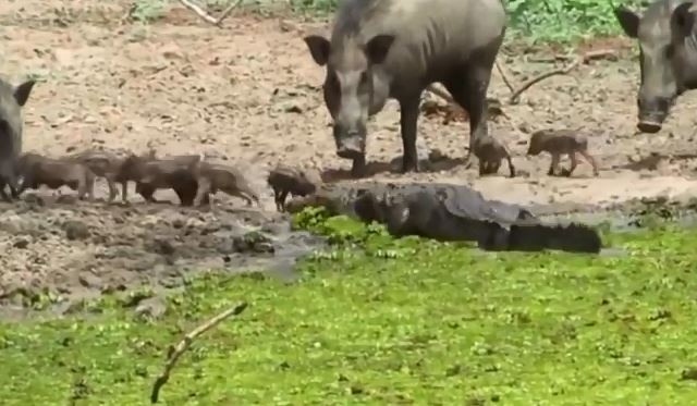 Cá sấu lên bờ săn lợn bướu.