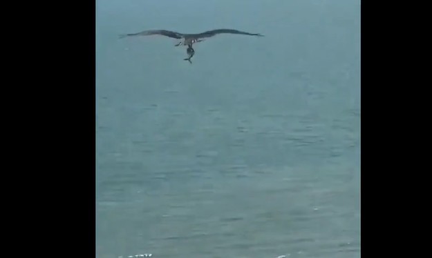 Ảnh cắt từ clip.