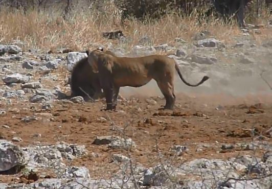 Sư tử đực cướp mồi của sư tử cái.