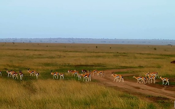 Ảnh cắt từ clip.