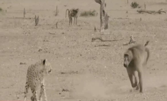 Ảnh cắt từ clip.