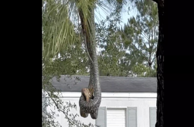 Ảnh cắt từ clip.