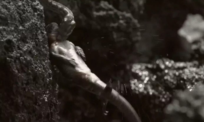 Ảnh cắt từ clip.