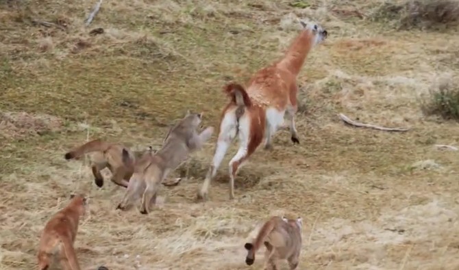 Ảnh cắt từ clip.