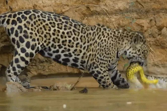 Ảnh cắt từ clip.