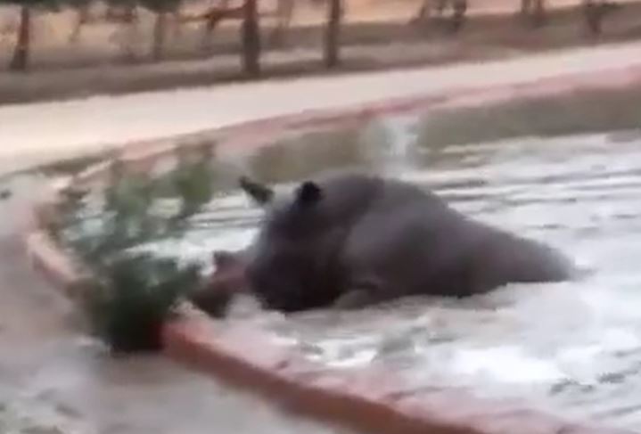 Ảnh cắt từ clip.