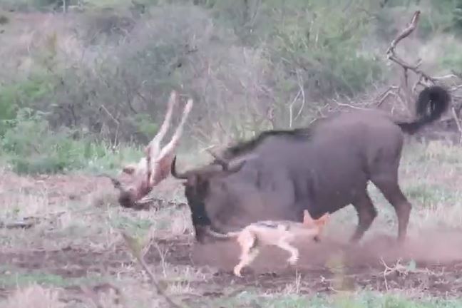 Ảnh cắt từ clip.