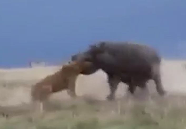 Ảnh cắt từ clip.