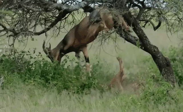 Ảnh cắt từ clip.